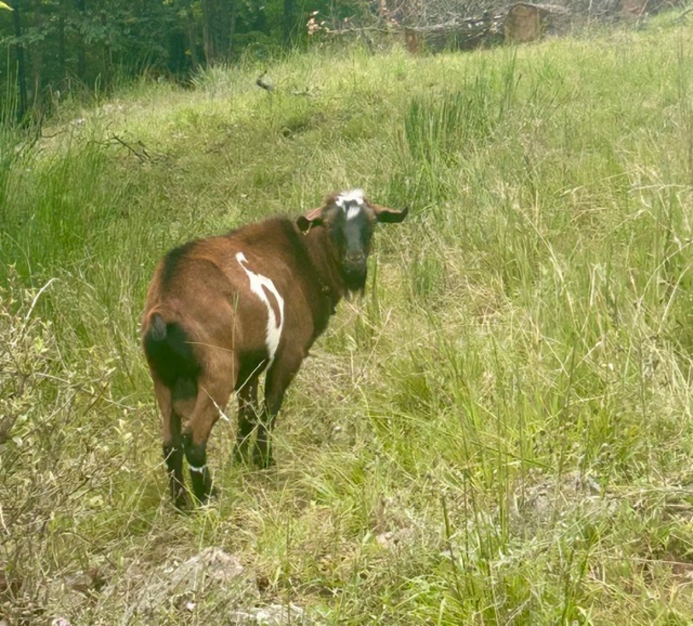 Lookout Mountain Growers Salvation Song