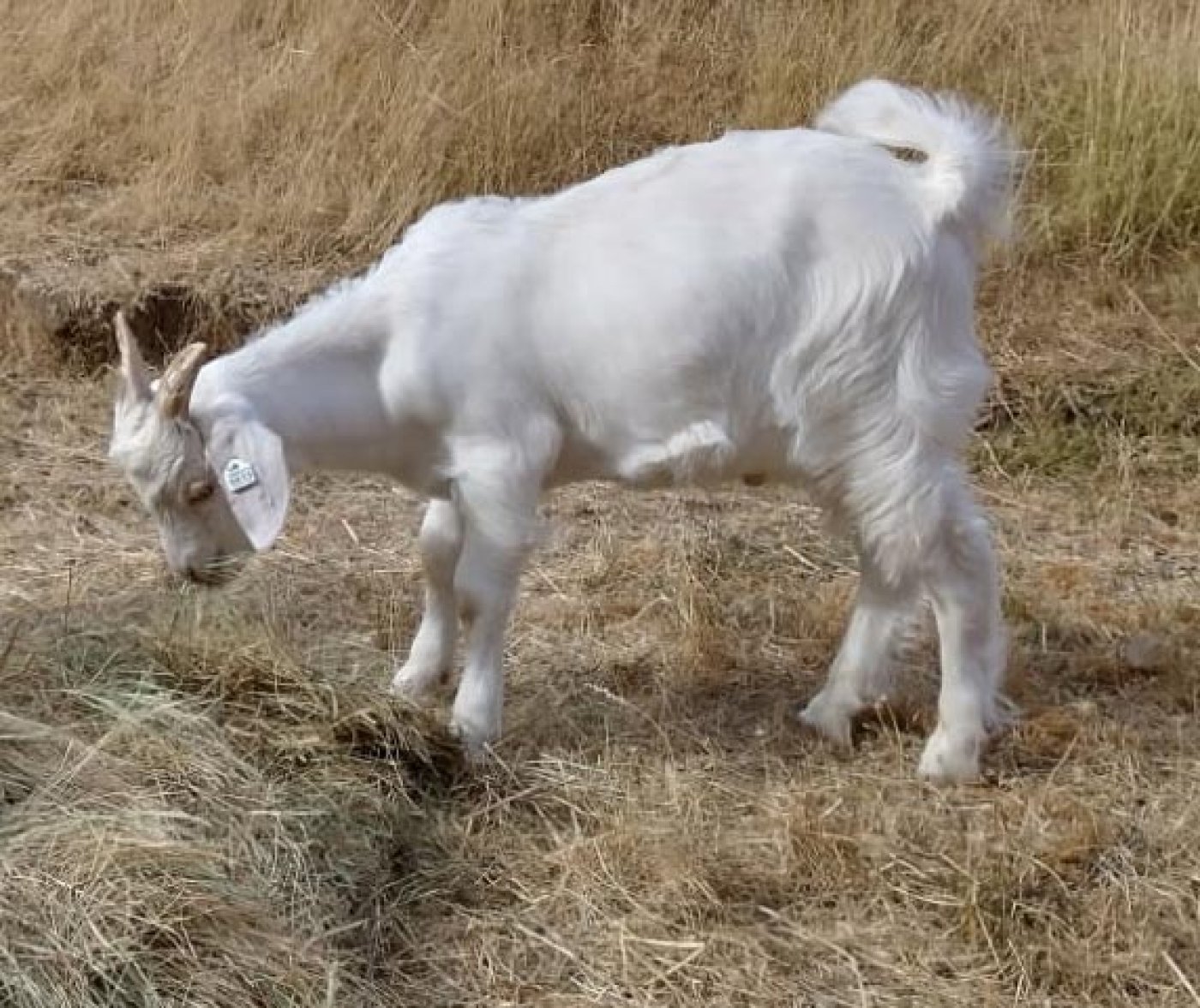 Bendar