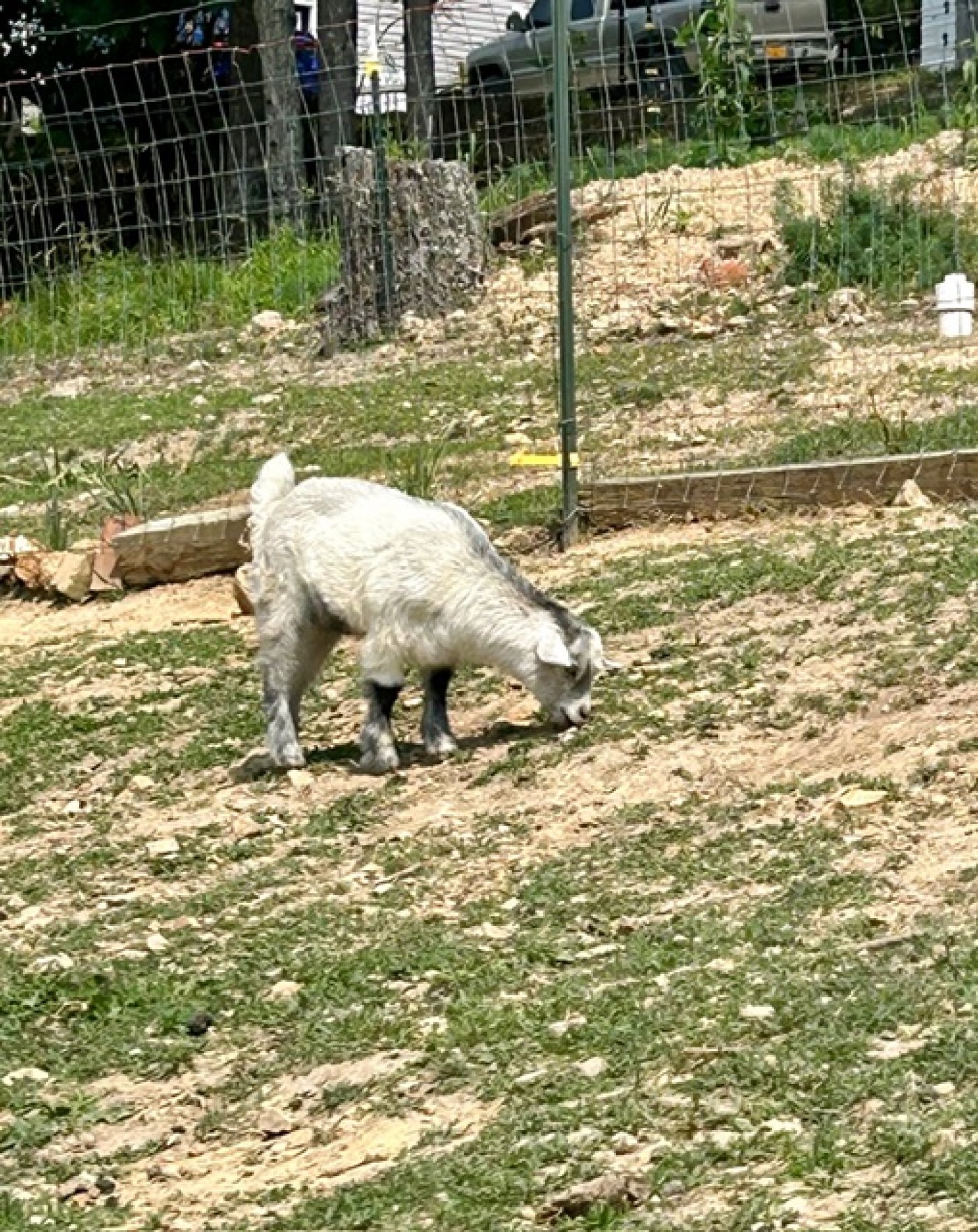 Grace 2 Grace Ranch's Serenity (surie)