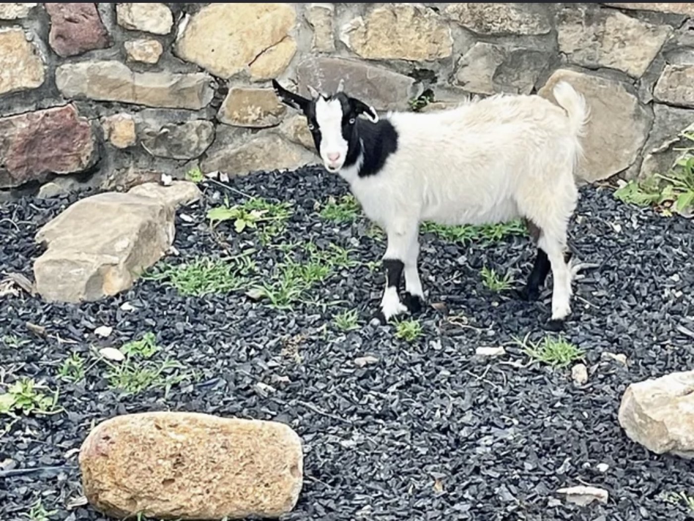 Leeland Farm Gwennie